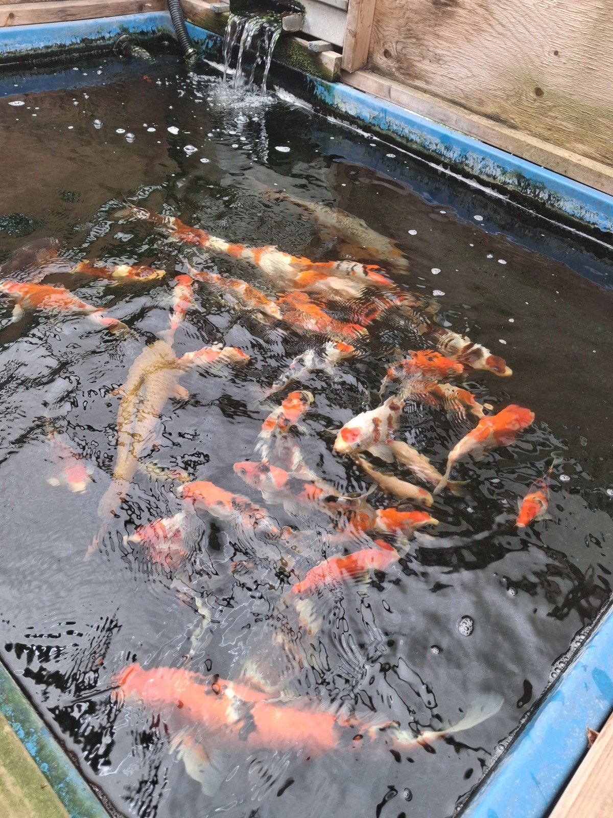 japanse koi import 2026, Ophalen