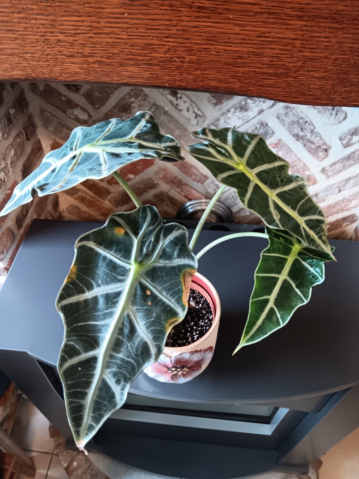 Alocasia Polly, Ophalen, Overige soorten, Halfschaduw, Minder dan 100 cm