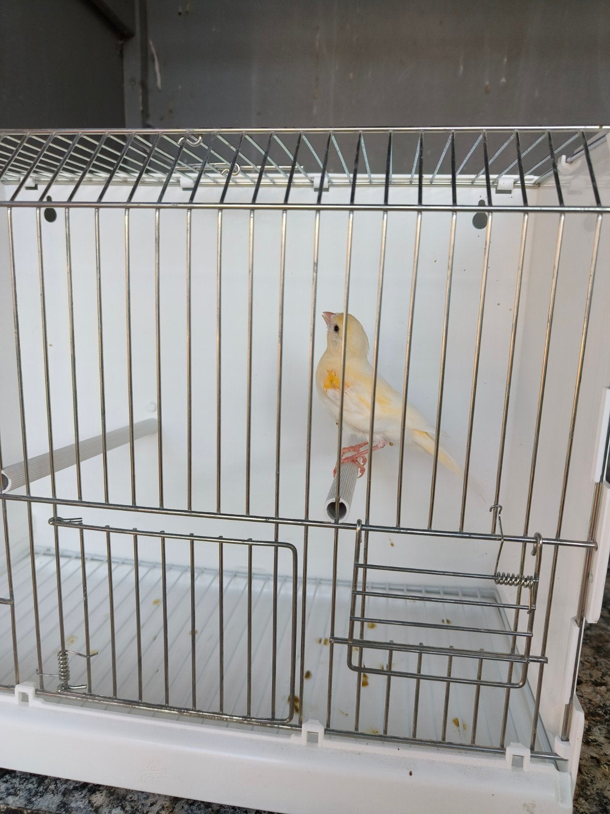 Verschillende kanaries te koop, Meerdere dieren