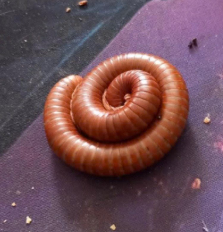 Millipedes orange - Oranje miljoenpoten, Dieren en Toebehoren, Insecten en Spinnen
