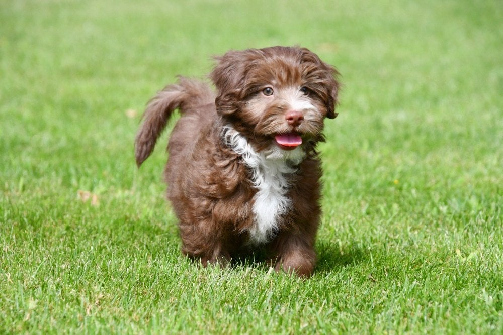 Chiots bichon havanais à vendre, Animaux & Accessoires, Chiens | Chihuahuas & Chiens de compagnie, 15 semaines à 1 an, Autres races