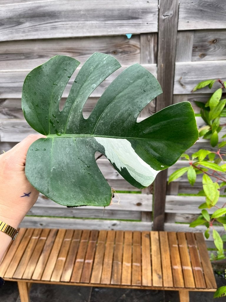 Monstera Albo Variegated cutting #1 (witte variegatie), Ophalen of Verzenden