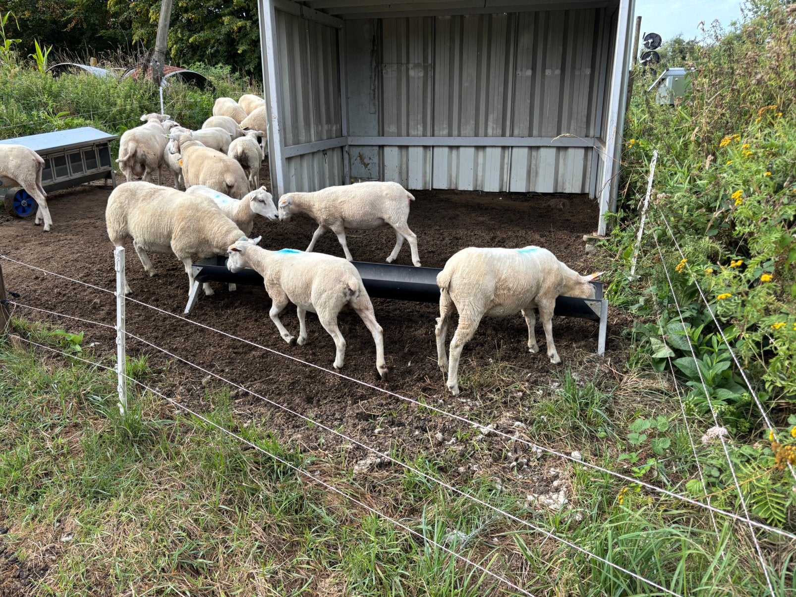 Ooilammeren Swifter Ned stamboek zwoegervrij, Dieren en Toebehoren, Schapen, Geiten en Varkens, Vrouwelijk, Schaap, 0 tot 2 jaar