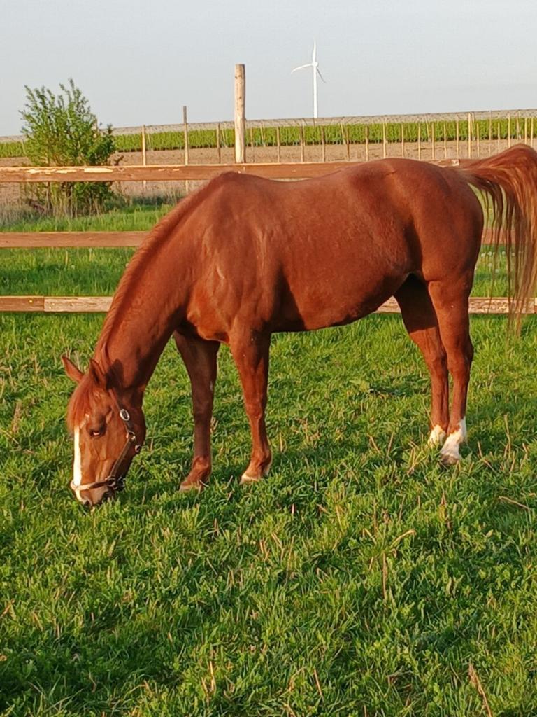 Quarter paard merrie, Dieren en Toebehoren, Paarden, Merrie, Zadelmak, 160 tot 165 cm, 11 jaar of ouder, Westernpaard