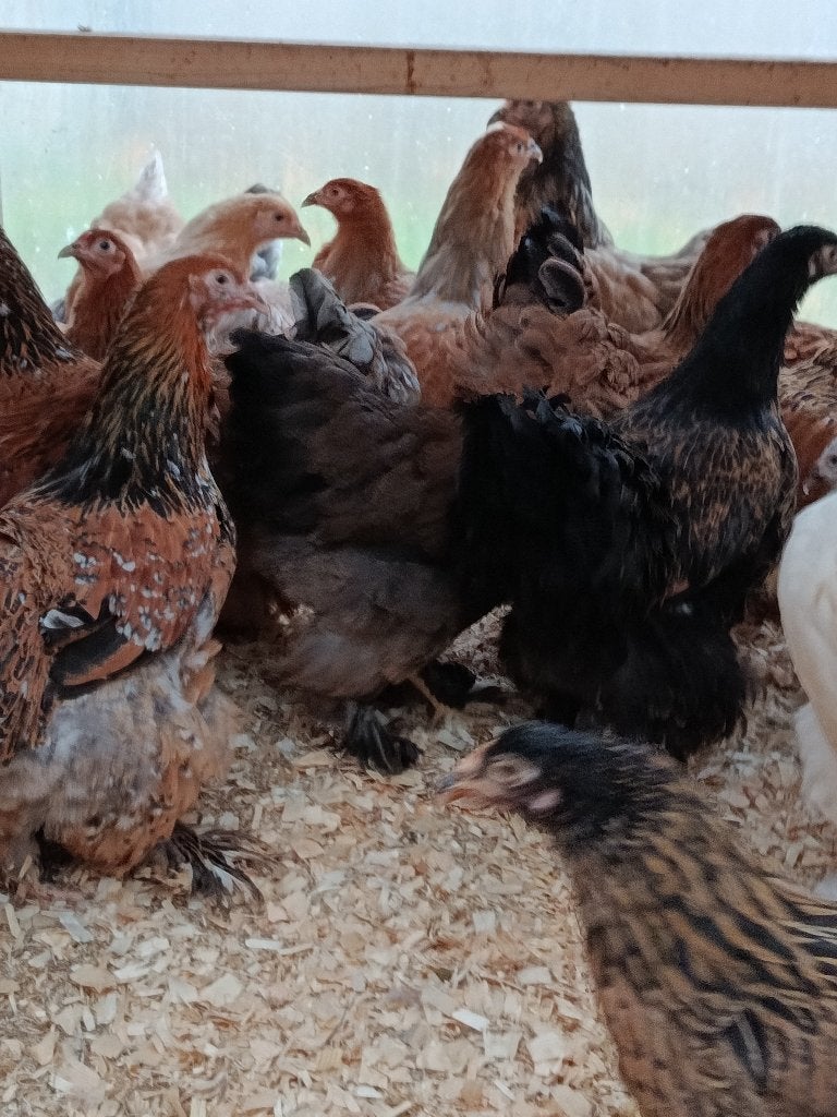 Brahma tous couleurs action 4+1 GRATUITE 0499/082381, Femelle, Poule ou poulet