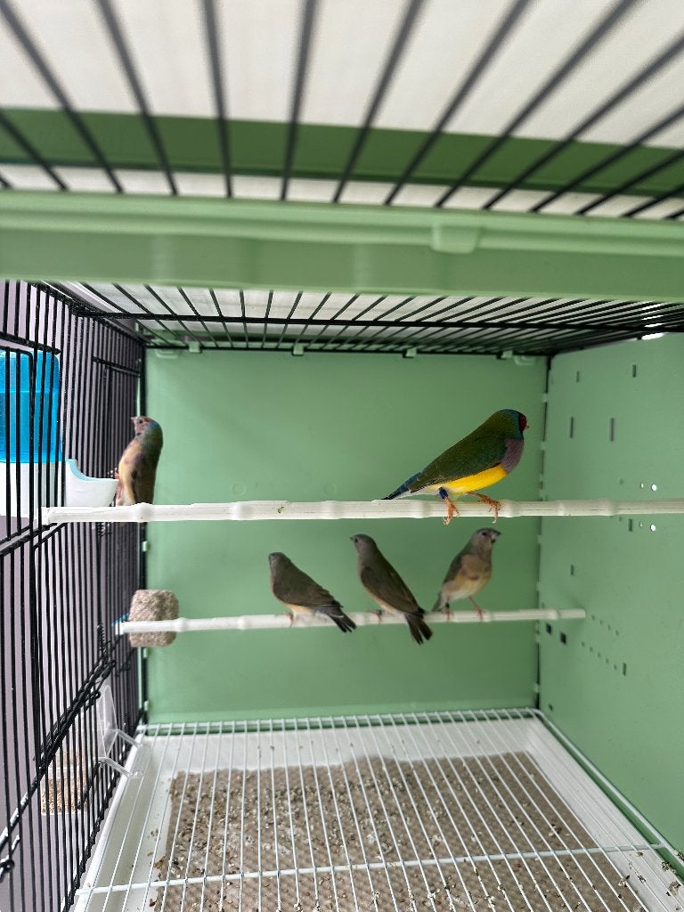 Gouldamadine jongeren 2026, Meerdere dieren, Tropenvogel