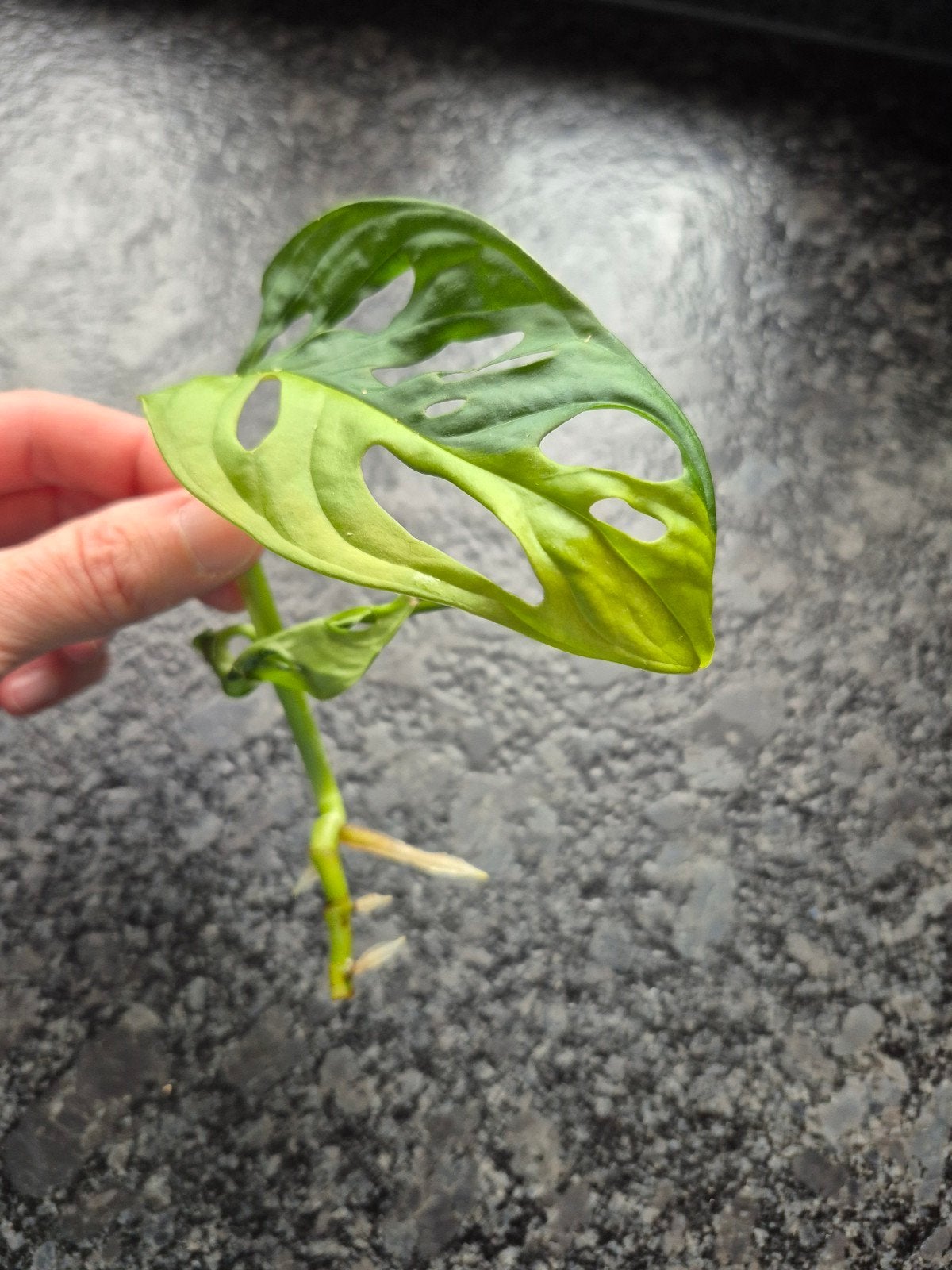 Monstera adansonii aurea variegata, Huis en Inrichting, Kamerplanten, Ophalen of Verzenden