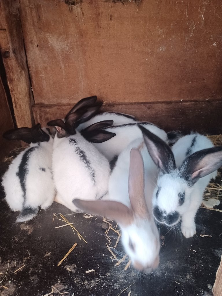 Jonge konijnen, Dieren en Toebehoren, Konijnen, Geslacht onbekend, Groot, 0 tot 2 jaar