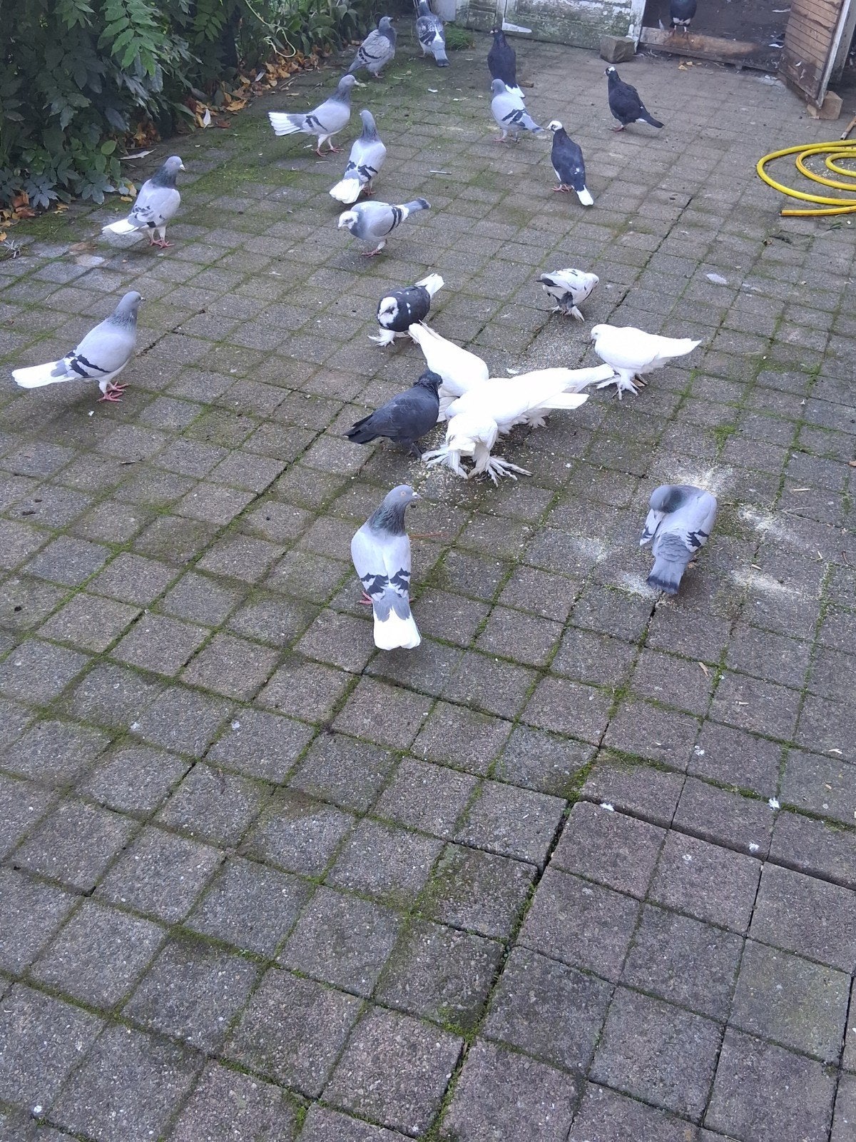 bango takla ozben post duiven donek te kop, Dieren en Toebehoren