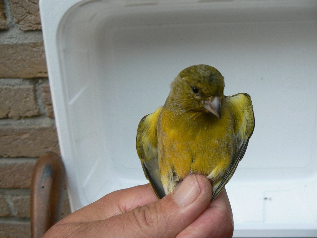 ZWARTKOPSIJS X KANARIE MAN, Mannelijk, Wildzangvogel, Tam