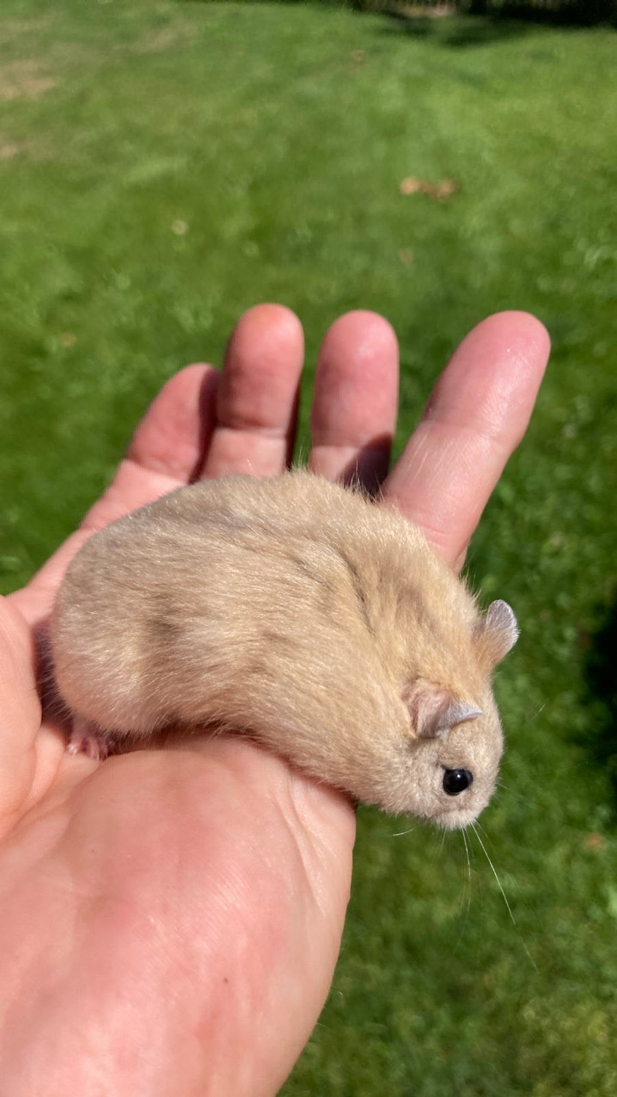 Dwerghamsters, Dieren en Toebehoren, Knaagdieren, Hamster, Juni, Meerdere dieren, Tam