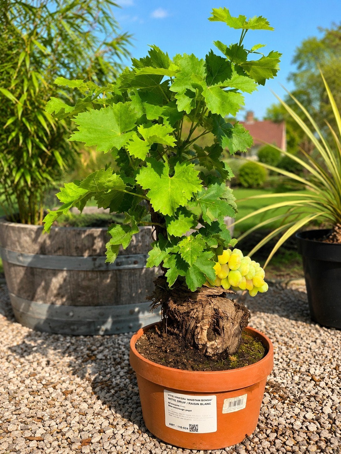 Druivelaar Bonsai - witte Druivelaar, Ophalen