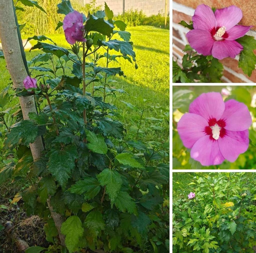 Hibiscus, vlinderstruik, sering, braambes, Tuin en Terras, Ophalen, Vlinderstruik, Haag