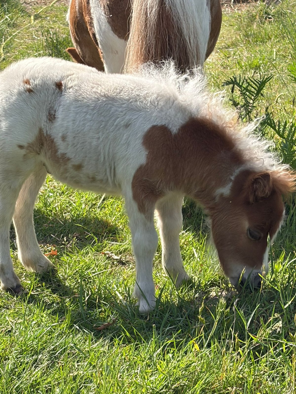 Shetland hengste veulen, Étalon