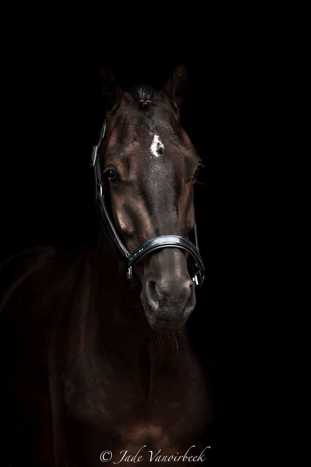 2,5 jarige dressuur ruin barton X everdale, Ruin