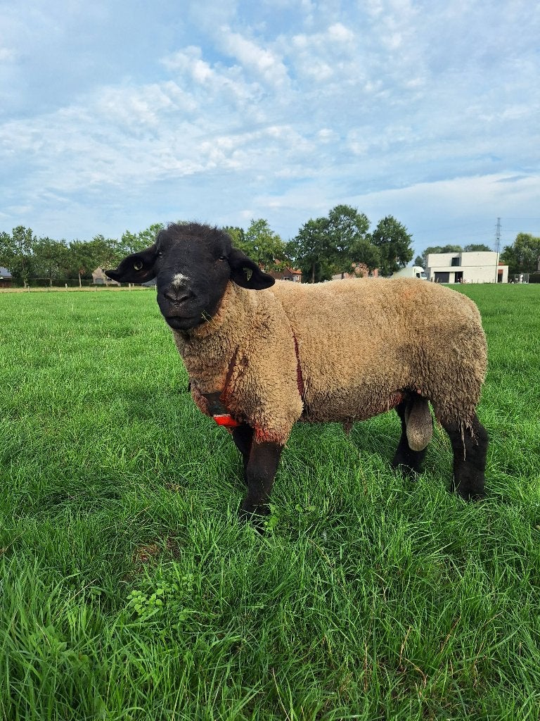 Stamboek suffolk ram, Mâle, Mouton, 3 à 5 ans