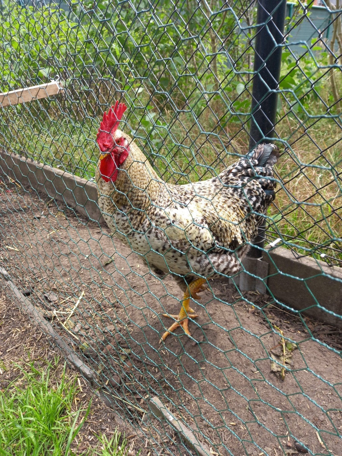 Haan te koop, Dieren en Toebehoren, Mannelijk, Kip