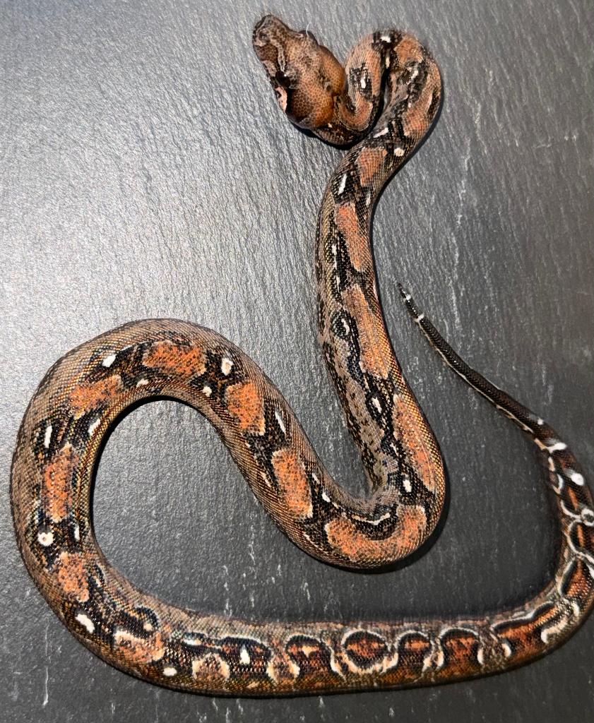 1.0 Boa imperator hypo leopard 2025, Dieren en Toebehoren, Slang, Met terrarium, 0 tot 2 jaar