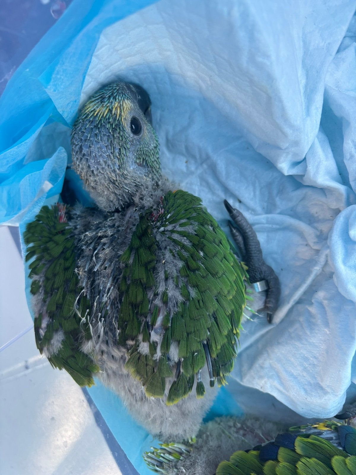 Blauwvoorhoofdamazone tam met DNA