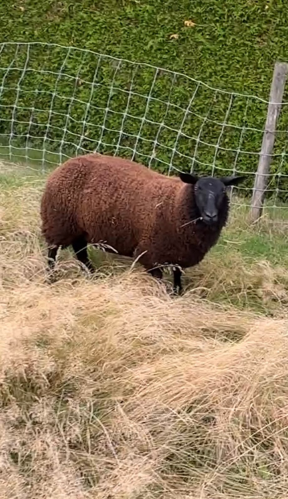Ram lam ooi Lammers, Schaap