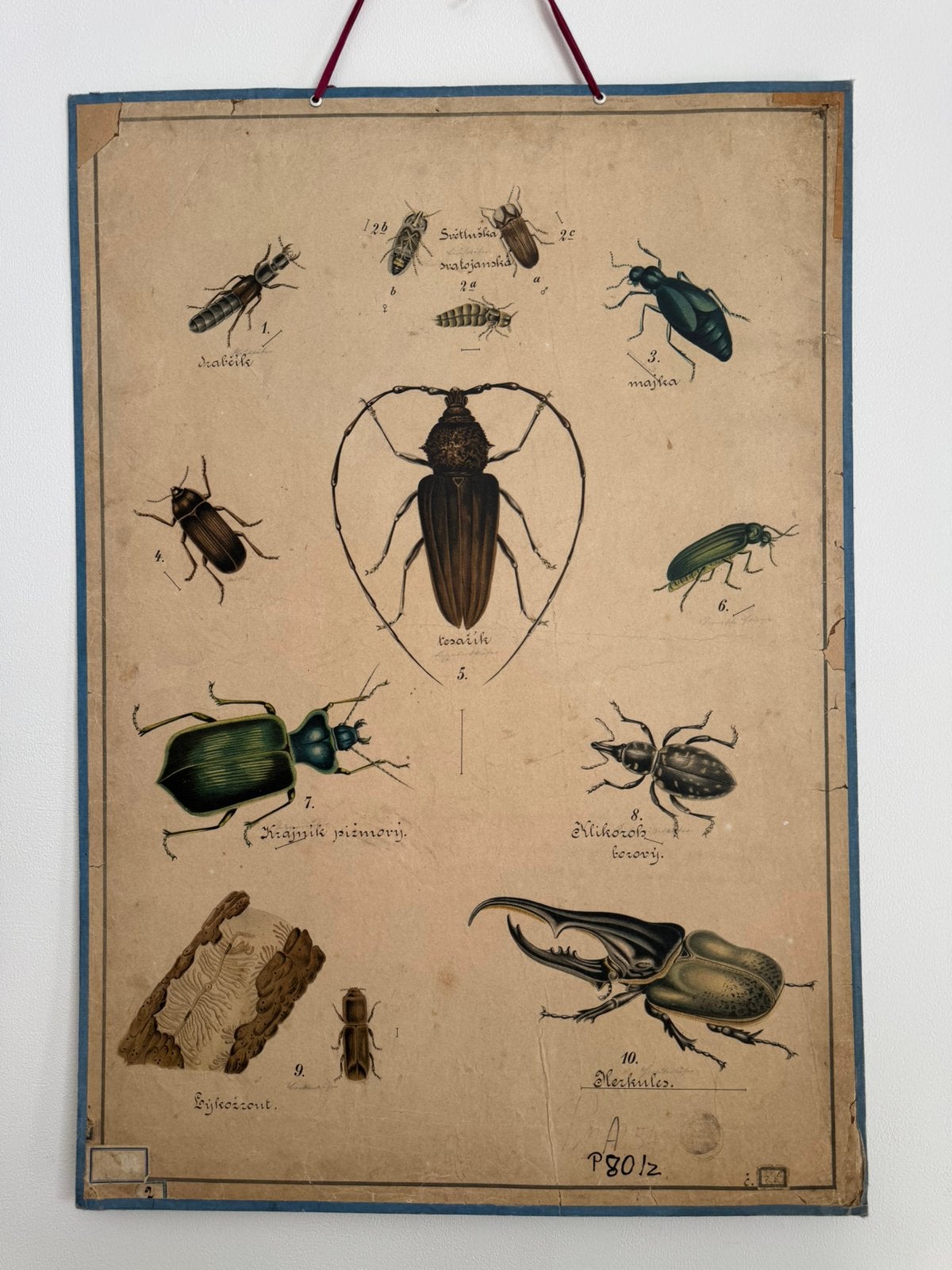 Schoolplaat kevers en andere insecten, Ophalen