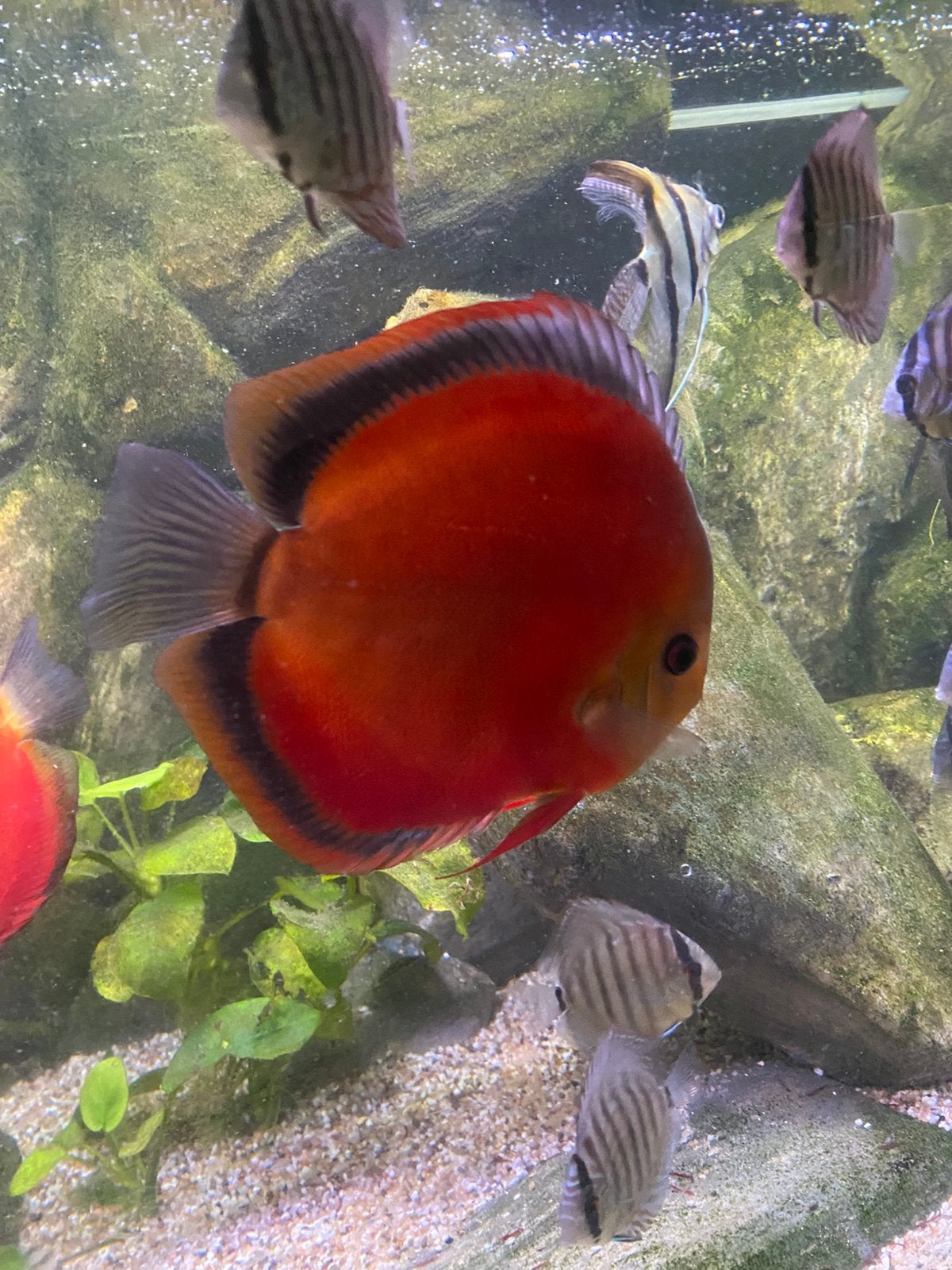 Discusvis, Animaux & Accessoires, Poissons | Poissons d'aquarium