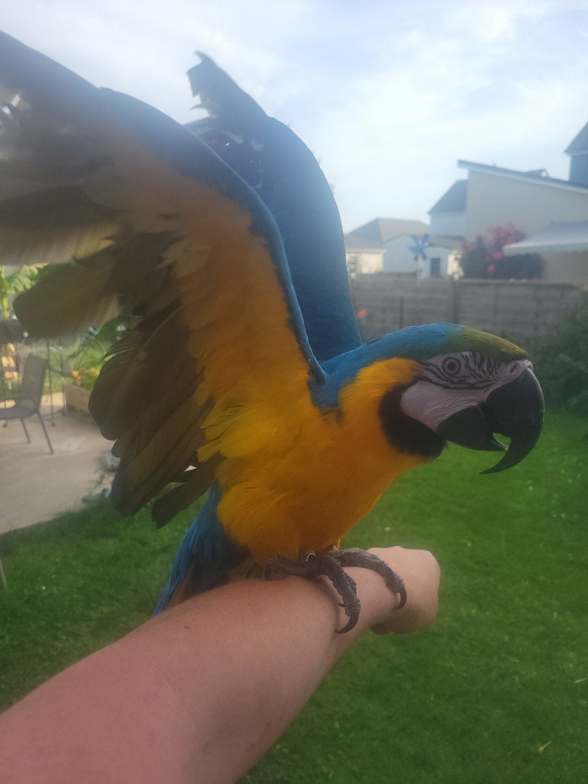 Ara ararauna femelle 10 ans, Animaux & Accessoires, Femelle