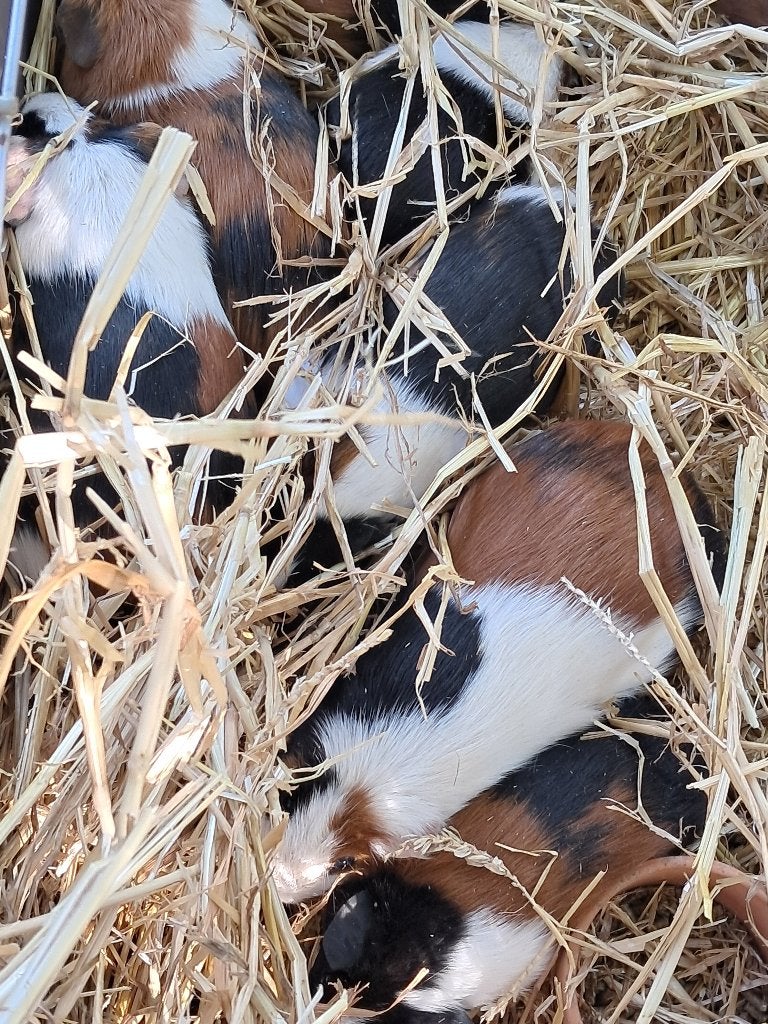 Cavia beertjes tricolor, Dieren en Toebehoren, Juli, Mannelijk, Cavia