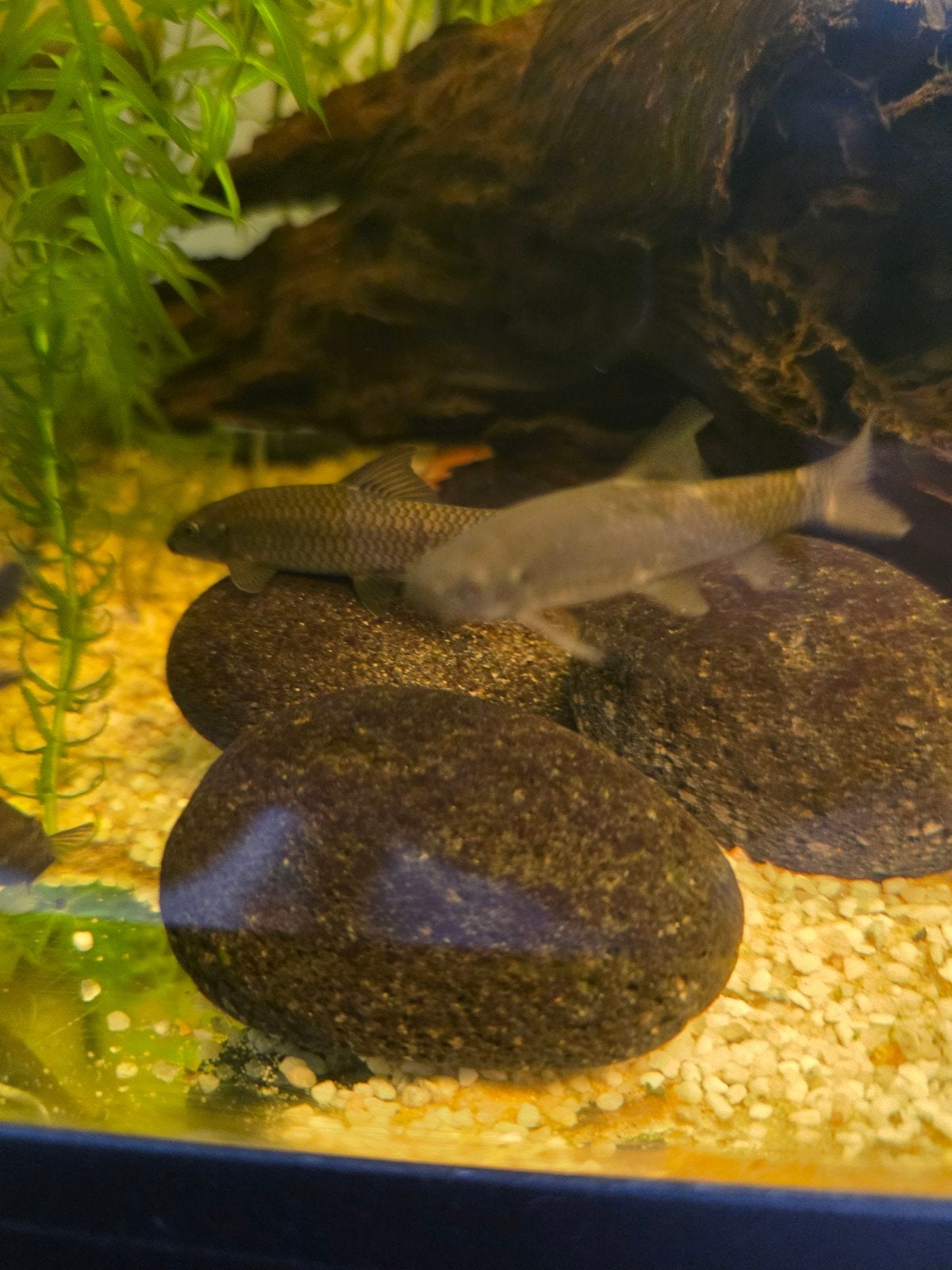 5 garra rufa, Dieren en Toebehoren, Vissen | Aquariumvissen