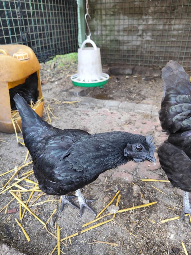 Ayam Cemani, Animaux & Accessoires, Volatiles
