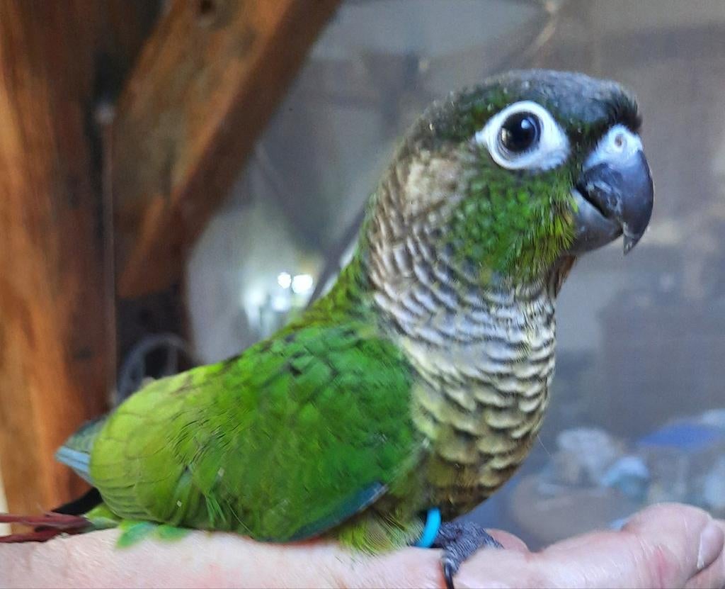Conures molinae eam