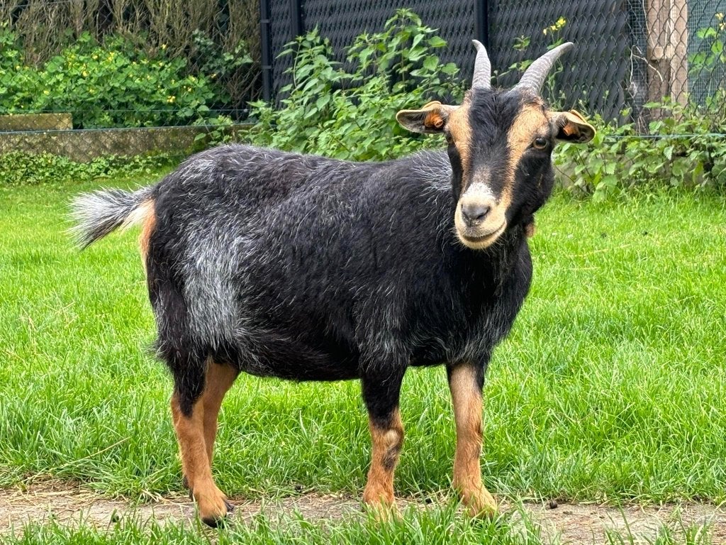 black & tan en zwart dwerggeit miekes, Femelle, Chèvre, 3 à 5 ans