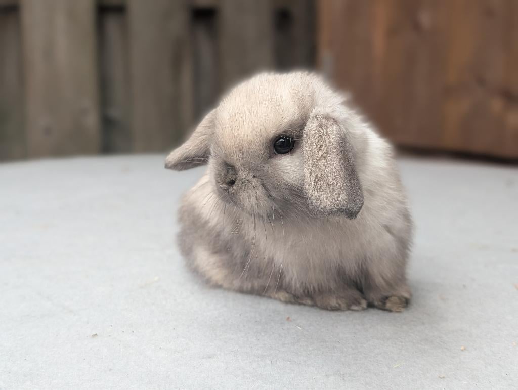 Minilops/Nhd (verschillende nestjes), Plusieurs animaux, Nain, Oreilles tombantes, 0 à 2 ans