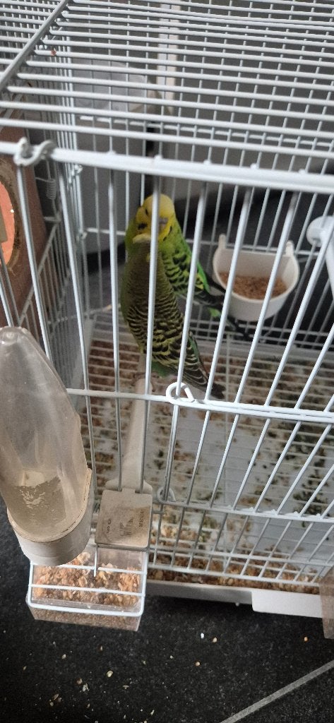 Koppel grasparkieten, Dieren en Toebehoren