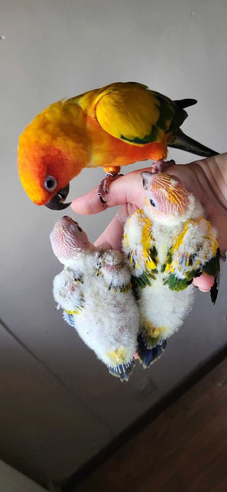 conure soleil, Animaux & Accessoires