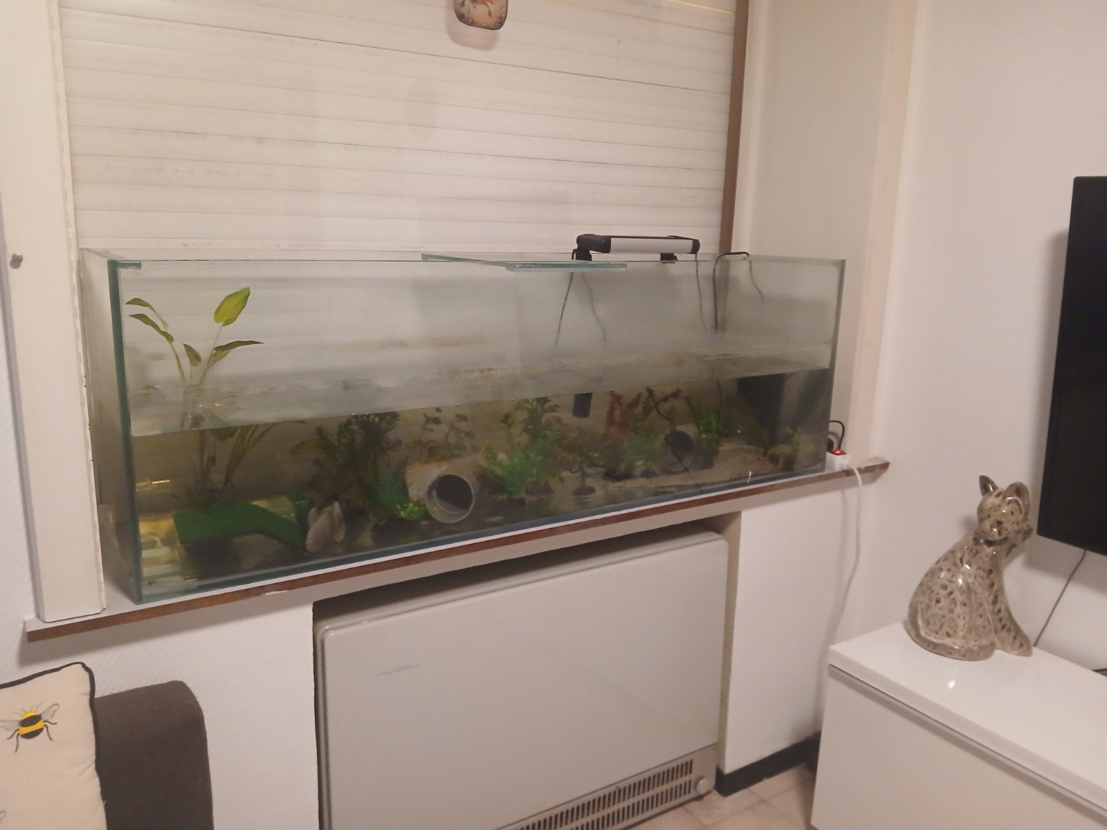 Axolotl avec aquarium, Enlèvement, Decoratie