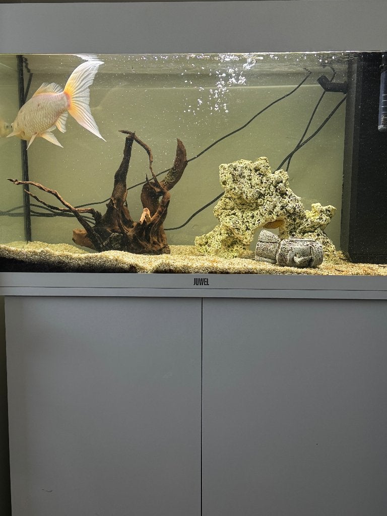 Aquarium, Animaux & Accessoires, Poissons inclus, Aquarium d'eau douce rempli, Comme neuf, Enlèvement