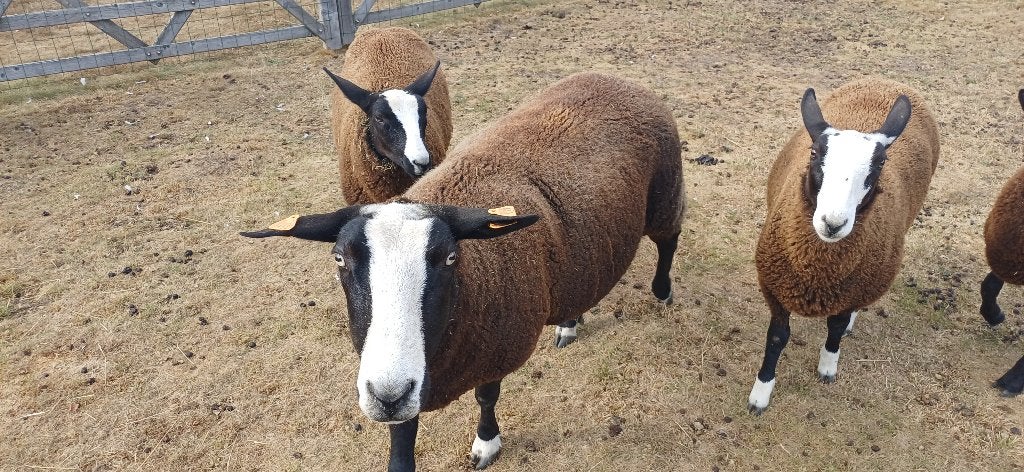 Zwartbles ooi met 2 ooilammeeren, Dieren en Toebehoren, Schapen, Geiten en Varkens, Vrouwelijk, Schaap