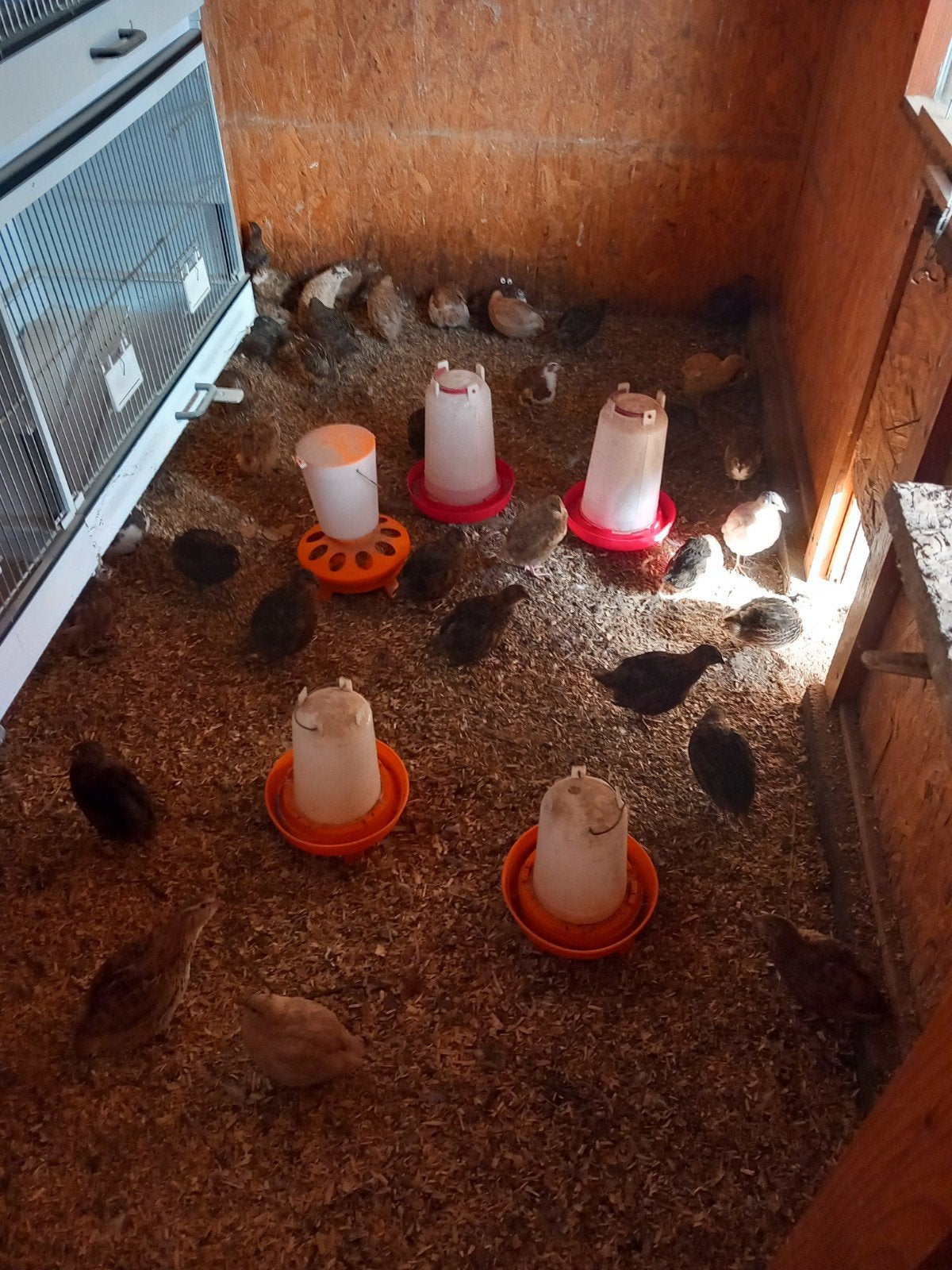 japanse celedon kwartels, Dieren en Toebehoren, Pluimvee