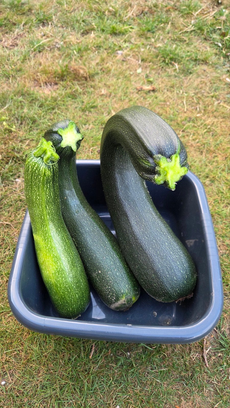 Courgettes, Ophalen