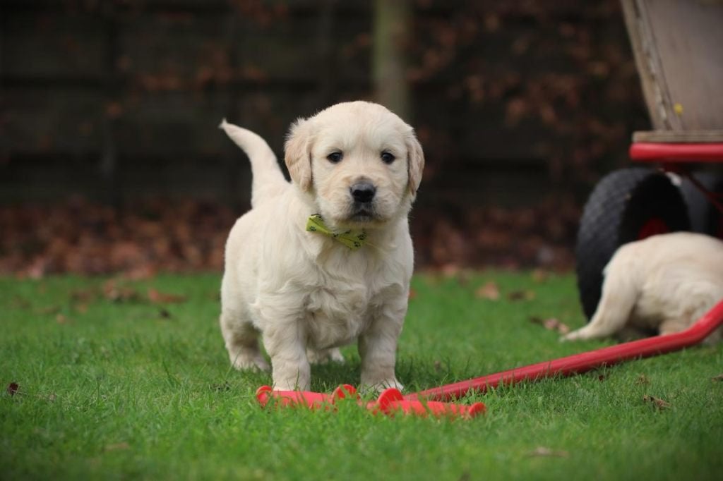 Golden Retriever, ouders DNA gecontroleerd, België, 8 tot 15 weken, Meerdere, Meerdere dieren