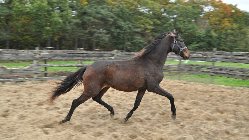 Zeer goed allround 2,5 j ruin, Dieren en Toebehoren, Met stamboom, Ruin, Dressuurpaard, 0 tot 2 jaar