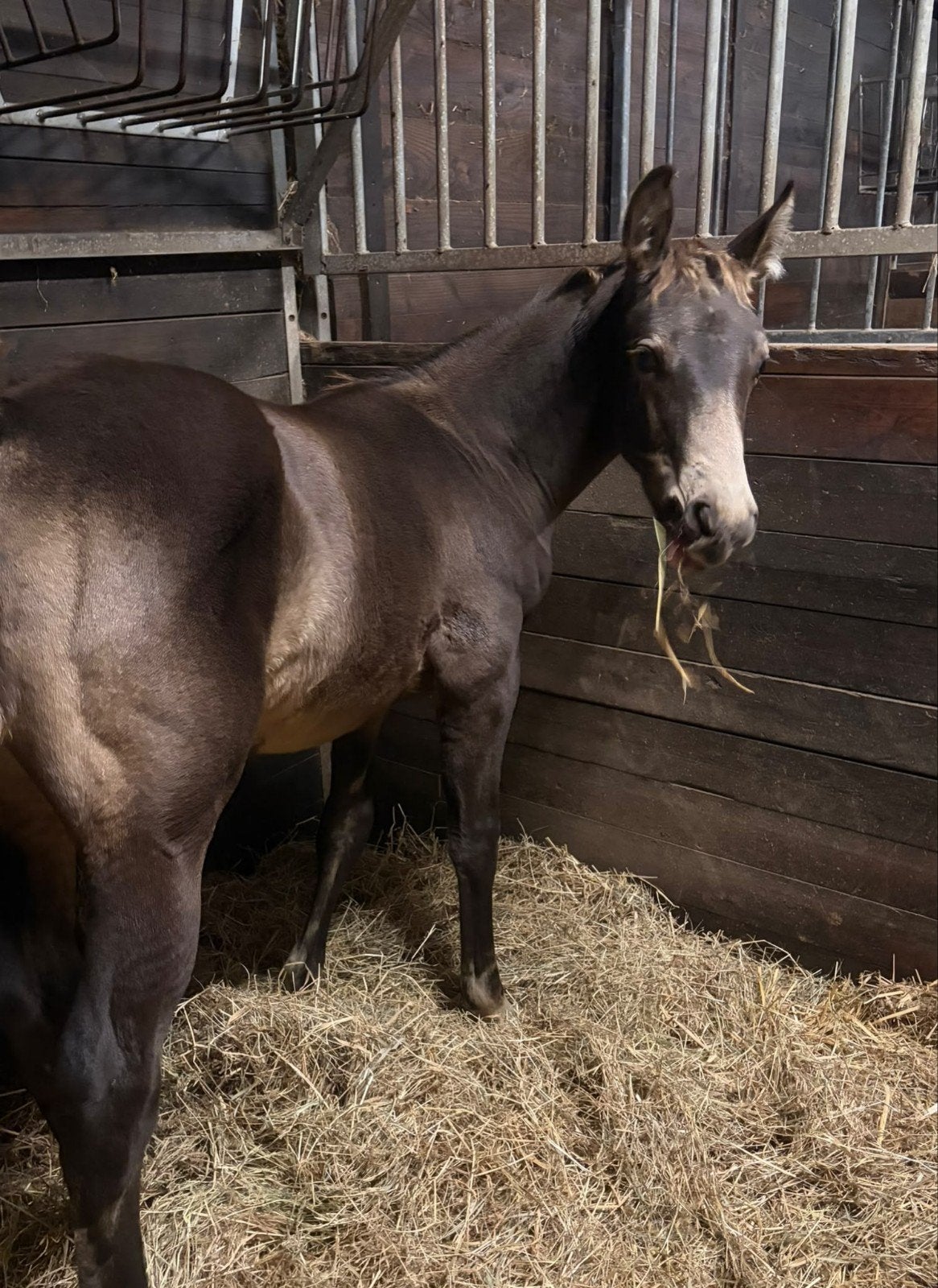 prachtig veulen, Dieren en Toebehoren, Met stamboom, 0 tot 2 jaar, Hengst, 160 tot 165 cm