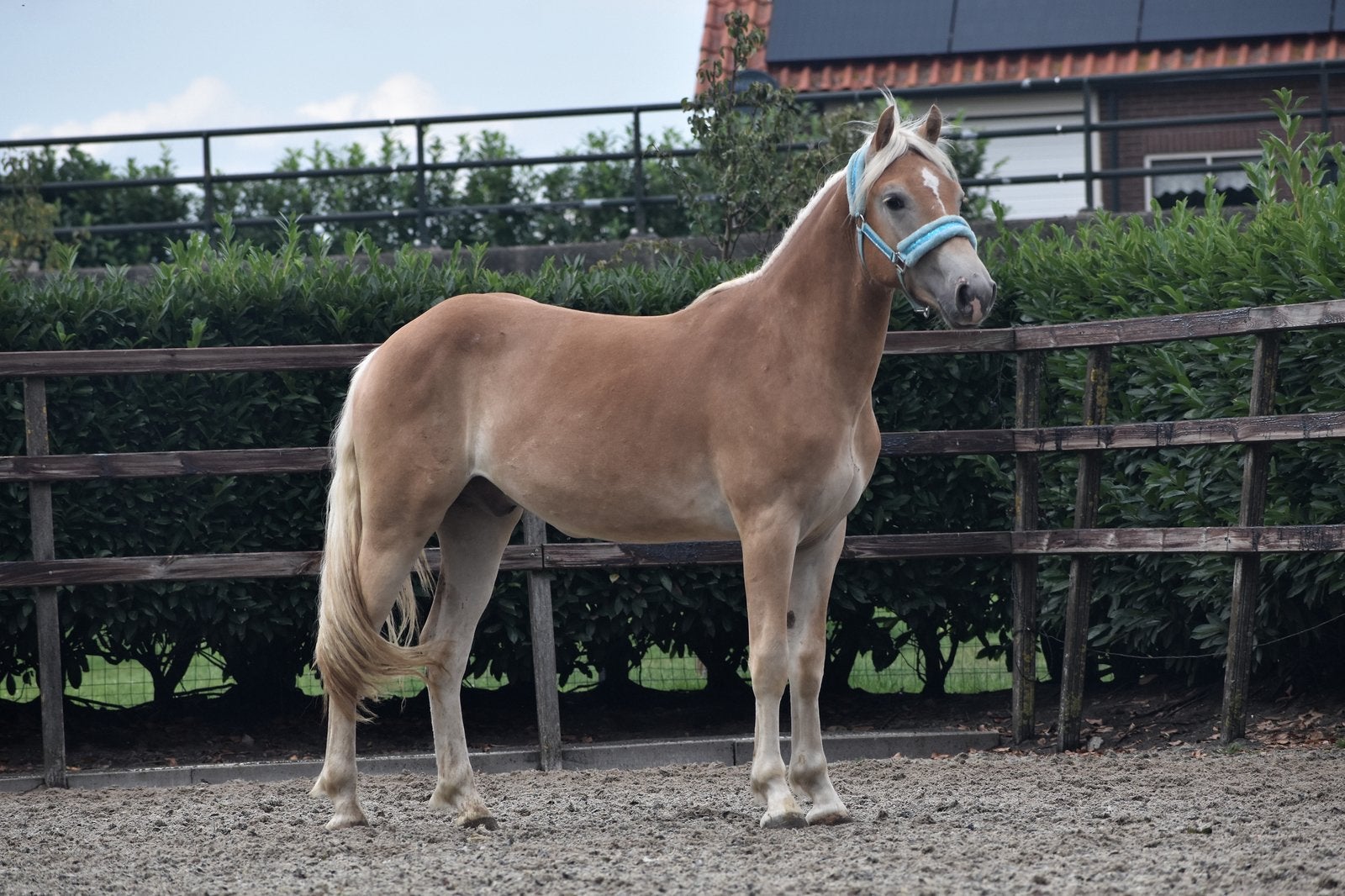 Super lieve en grote 2 jarige haflinger ruin, Dieren en Toebehoren, Paarden, Minder dan 160 cm, Ruin, 0 tot 2 jaar, Met stamboom
