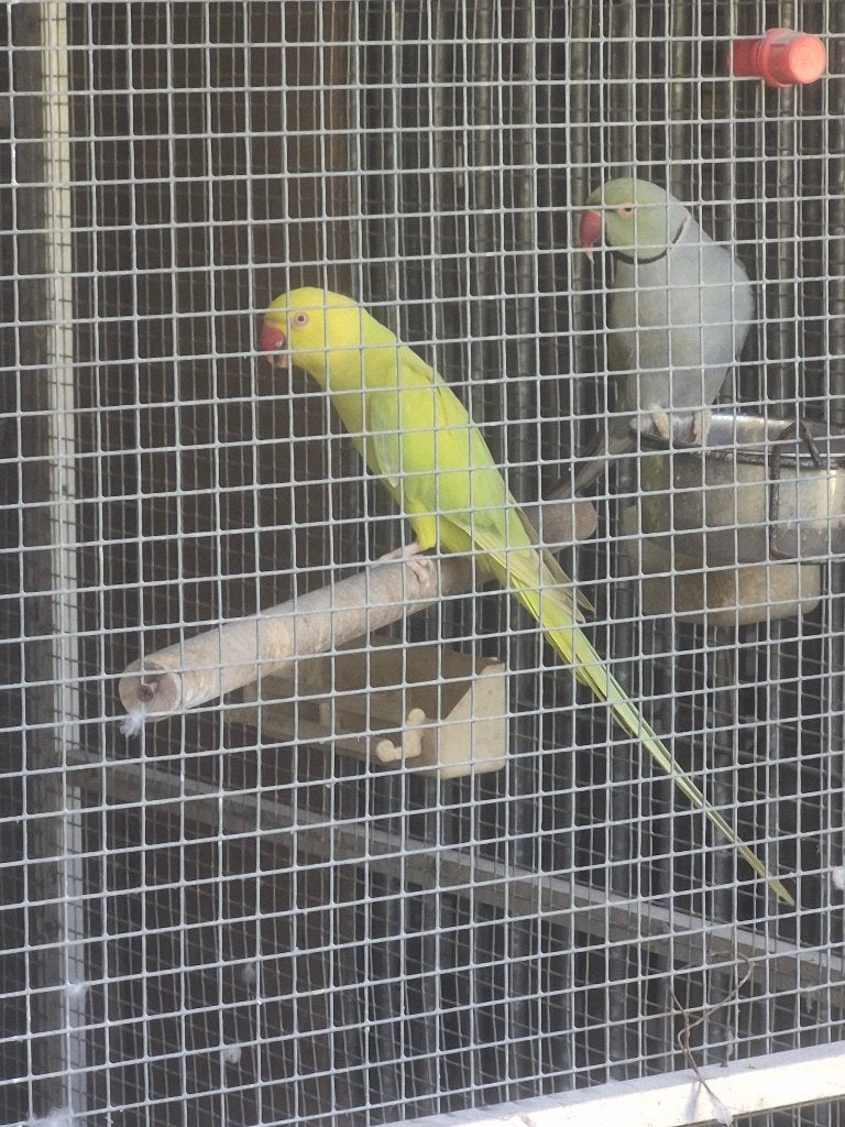 Halsbandparkieten, Dieren en Toebehoren, Geringd