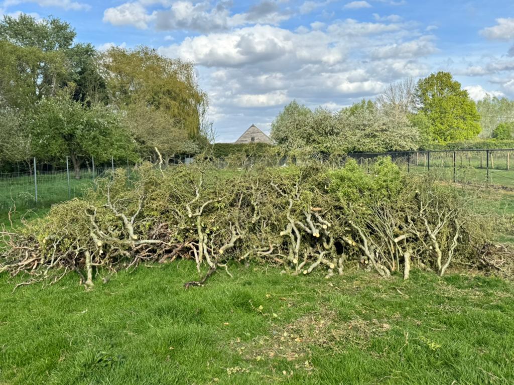 Gratis hout ideaal om te hakselen, Tickets & Billets, Loisirs | Jardins zoologiques
