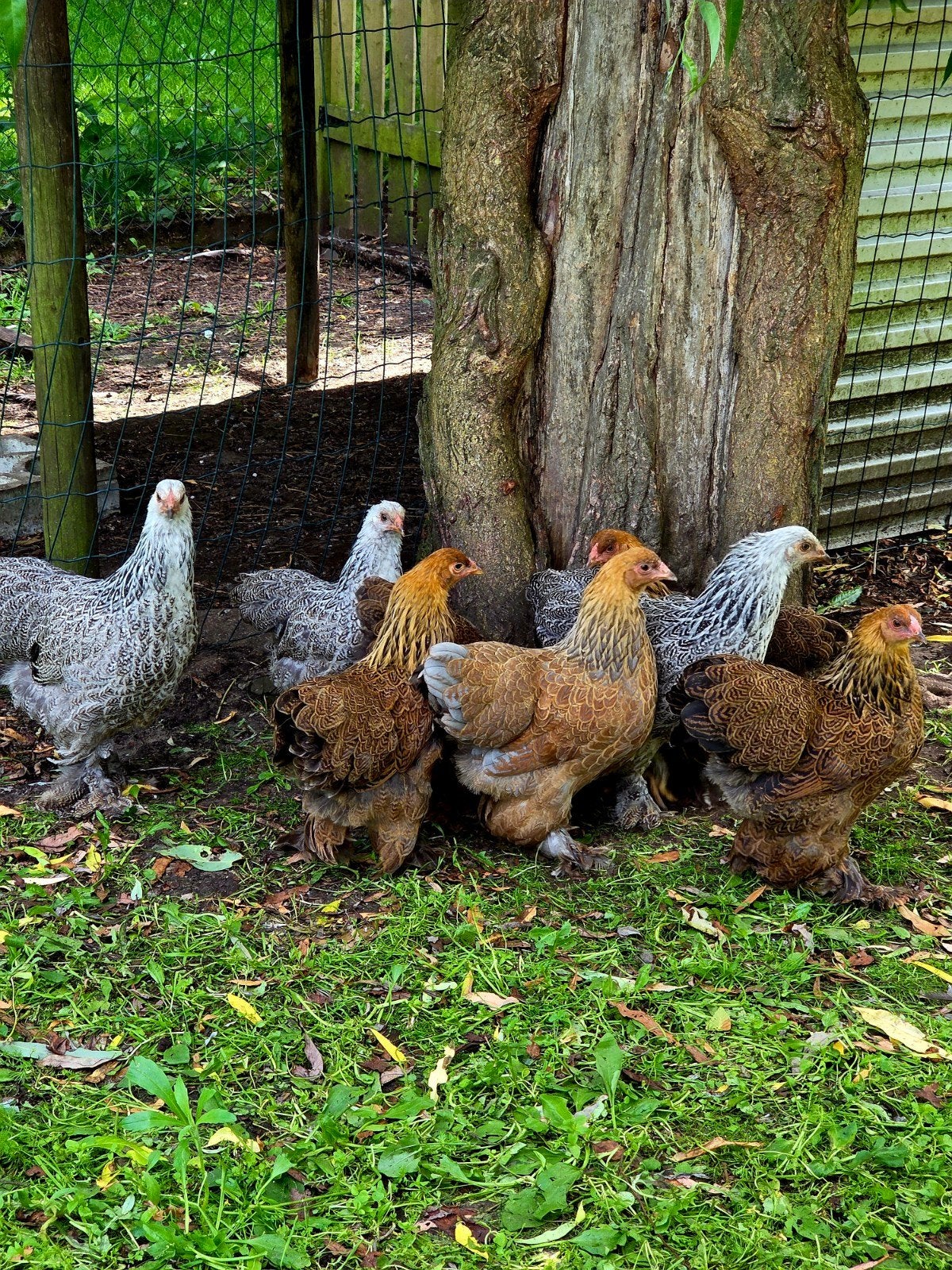 Brahma kriel hennen, Dieren en Toebehoren, Pluimvee, Vrouwelijk, Kip