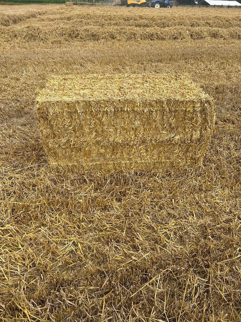 Stro 2026 te koop, Dieren en Toebehoren, Ophalen, Vee