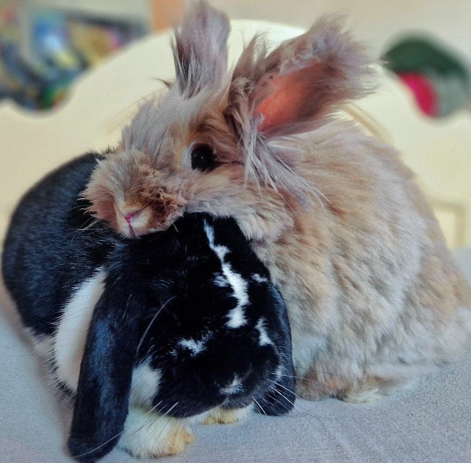 Lief konijnenkoppel zoekt een nieuw thuis, Dieren en Toebehoren, Meerdere dieren, Middelgroot, Hangoor, 3 tot 5 jaar