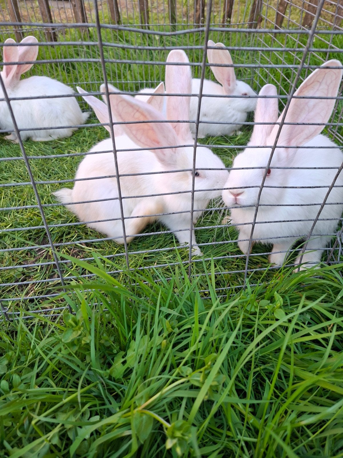 Albino vlaamse reuzen, Dieren en Toebehoren, Konijnen
